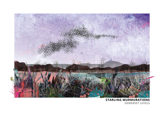 Starling Murmurations art print by Vicki Shortt, the swirling flocks of starlings over the Somerset Levels